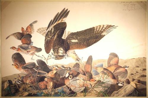 E497 - Audubon Elephant Folio Size Reprodutions - i0779