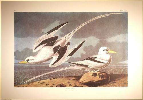E497 - Audubon Elephant Folio Size Reprodutions - i0785
