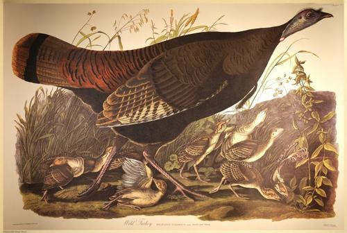 E497 - Audubon Elephant Folio Size Reprodutions - i0786
