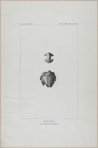 E517 - Bureau of Ethnology - Southwestern US - 1883 - 24394