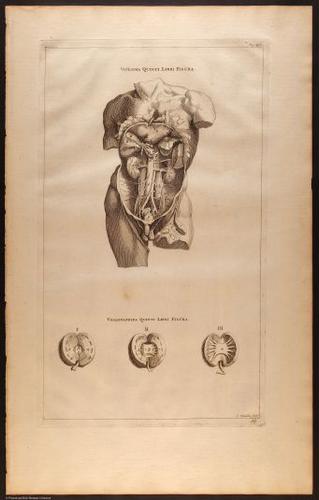 E510 - Anatomy Atlas - Vesalius - i0610