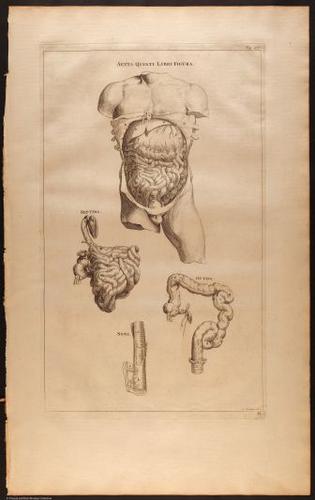 E510 - Anatomy Atlas - Vesalius - i0611