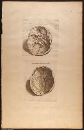 E510 - Anatomy Atlas - Vesalius - i0613