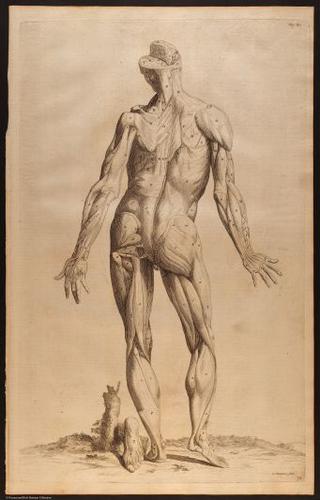 E510 - Anatomy Atlas - Vesalius - i0614