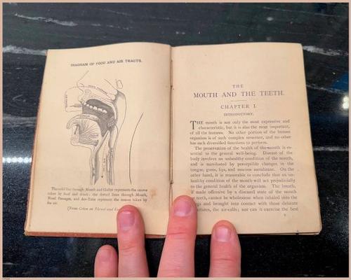 E525 - Teeth - i0031
