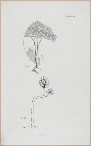 E555 - Lectures by Ruskin - 27320