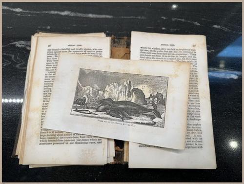 E591 - Discovery and Adventure in the Polar Seas - 5733