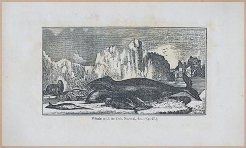 E591 - Discovery and Adventure in the Polar Seas - 29859
