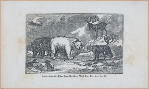 E591 - Discovery and Adventure in the Polar Seas - 29860