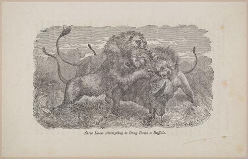E626 - Livingstone’s Africa - 1872 - 0514