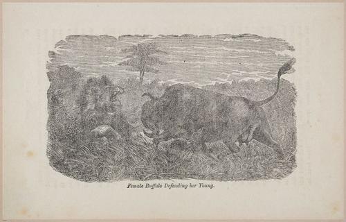 E626 - Livingstone’s Africa - 1872 - 0515