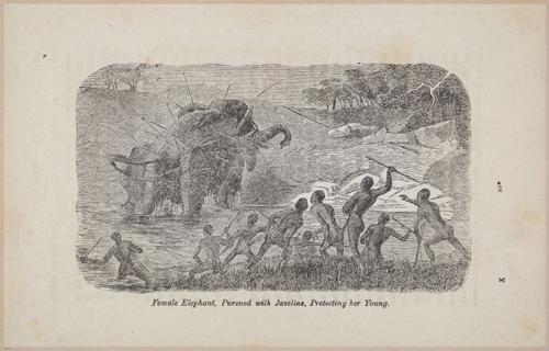 E626 - Livingstone’s Africa - 1872 - 0523