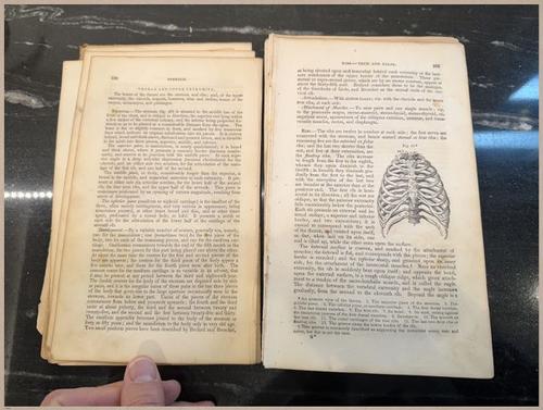 E675 - A System of Human Anatomy - 1857 - 2703