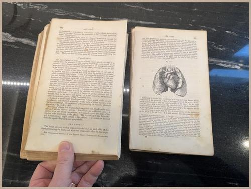 E675 - A System of Human Anatomy - 1857 - 2705