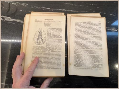 E675 - A System of Human Anatomy - 1857 - 2706