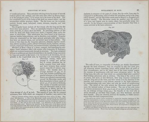 E675 - A System of Human Anatomy - 1857 - 4509-4510