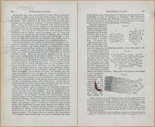 E675 - A System of Human Anatomy - 1857 - 4512-4513