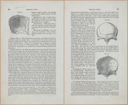 E675 - A System of Human Anatomy - 1857 - 4528-4529