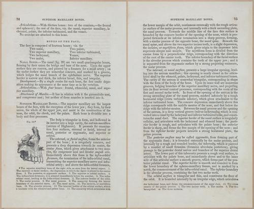 E675 - A System of Human Anatomy - 1857 - 4539-4540