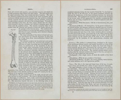 E675 - A System of Human Anatomy - 1857 - 4585-4586