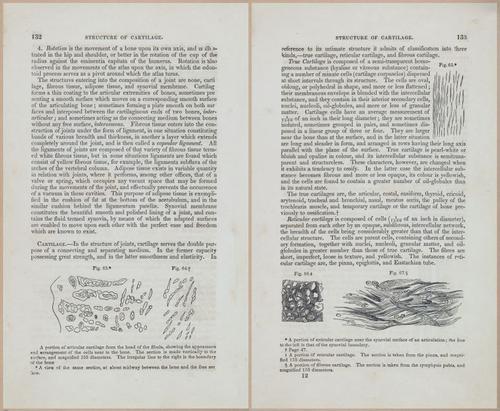 E675 - A System of Human Anatomy - 1857 - 4597-4598