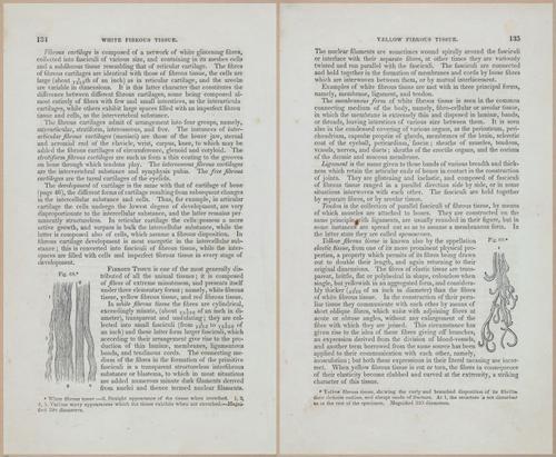 E675 - A System of Human Anatomy - 1857 - 4599-4600