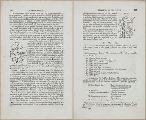 E675 - A System of Human Anatomy - 1857 - 4601-4602