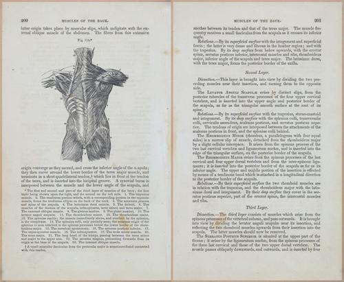 E675 - A System of Human Anatomy - 1857 - 4665-4666