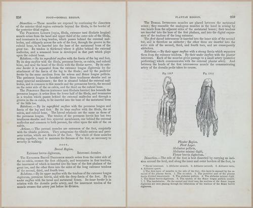E675 - A System of Human Anatomy - 1857 - 4724-4725