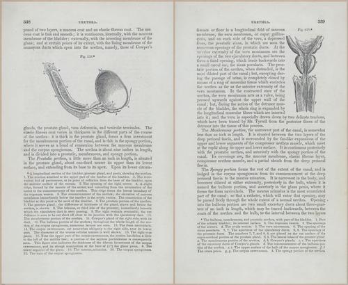 E675 - A System of Human Anatomy - p92-5751-5752