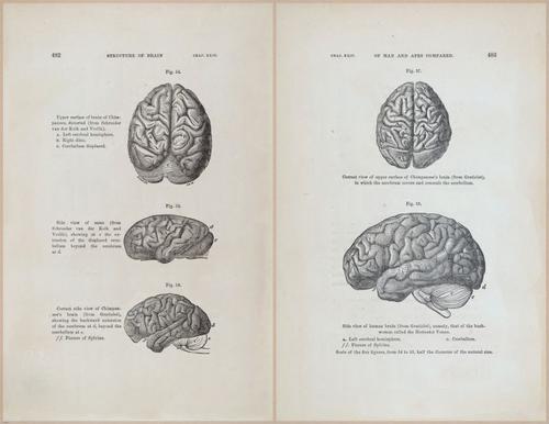 E624 - Charles Lyell - 10824-10825
