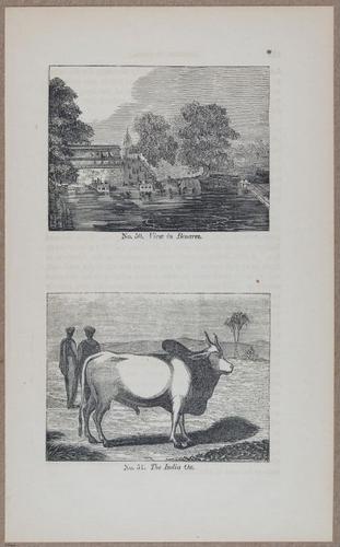 E783 - India Inhabitants - i11896