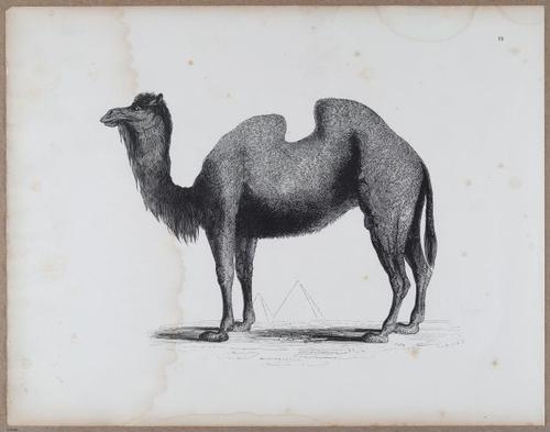 E790 - Progressive Drawing - i12398