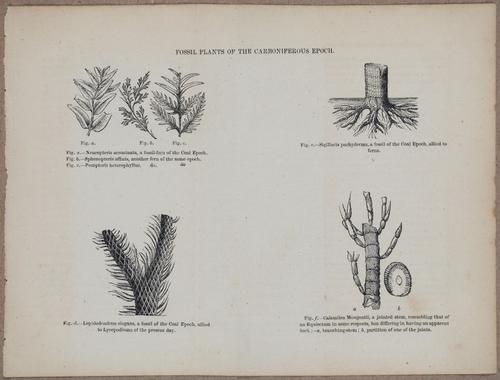 E800 - Principles Geology - i13360-13361