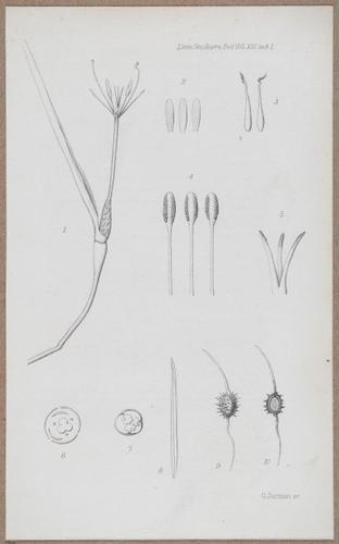 E805 - Linnean - i14054