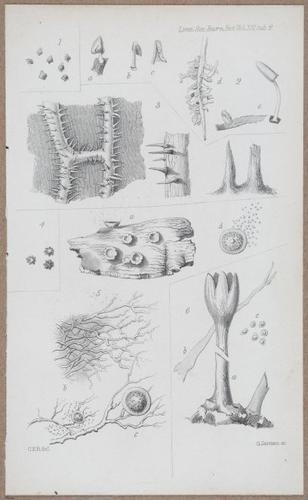 E805 - Linnean - i14055