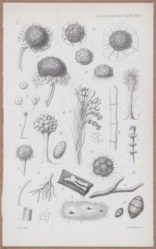 E805 - Linnean - i14056