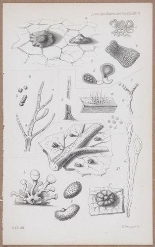 E805 - Linnean - i14057