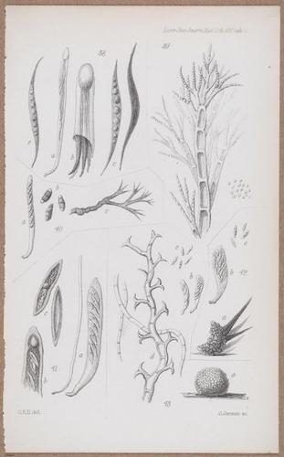 E805 - Linnean - i14061