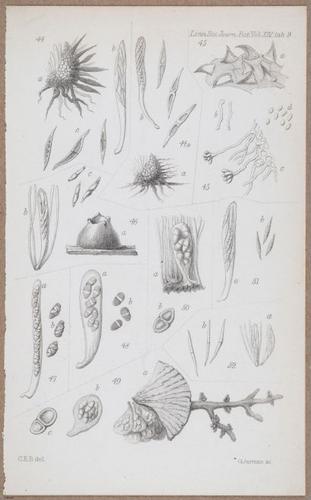 E805 - Linnean - i14062