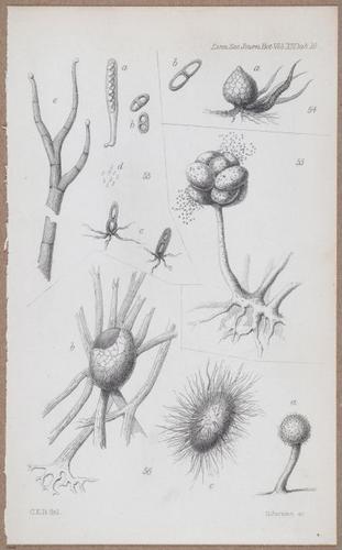 E805 - Linnean - i14063