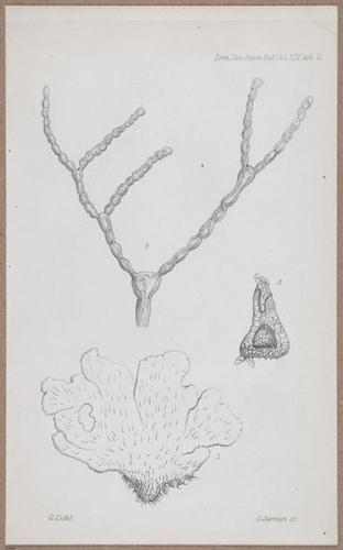E805 - Linnean - i14064