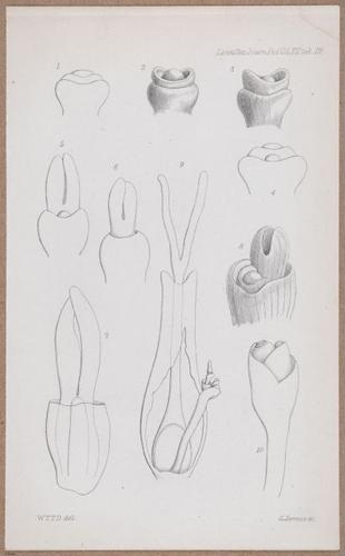E805 - Linnean - i14065