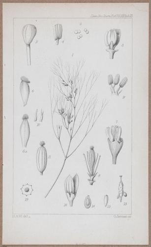 E805 - Linnean - i14066