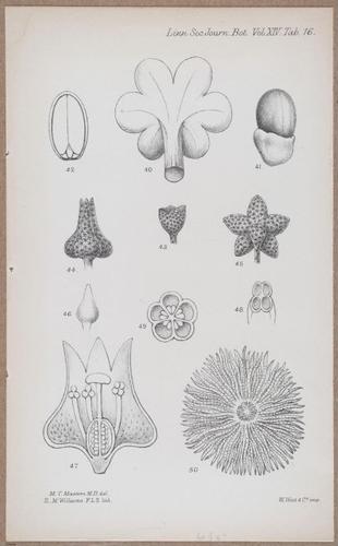 E805 - Linnean - i14067
