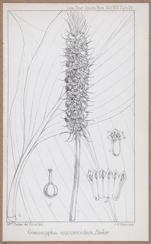 E805 - Linnean - i14071