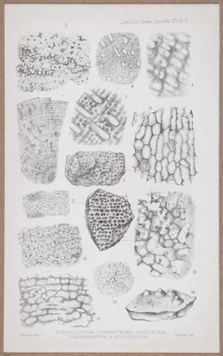 E805 - Linnean - i14082