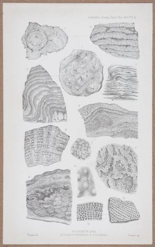 E805 - Linnean - i14084