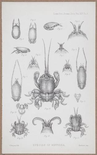 E805 - Linnean - i14085
