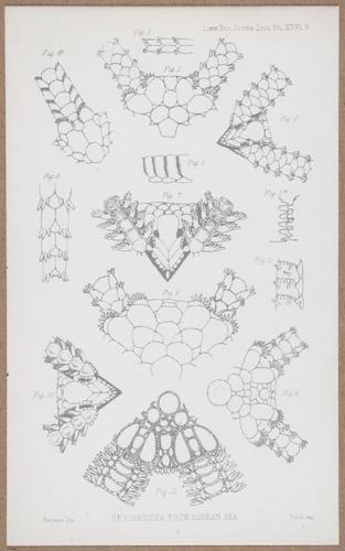 E805 - Linnean - i14089